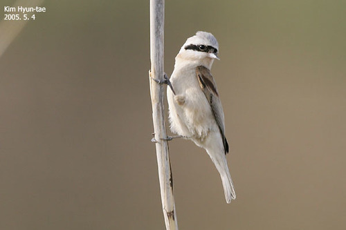 Chinese Penduline Tit (Remiz consobrinus), photo 6