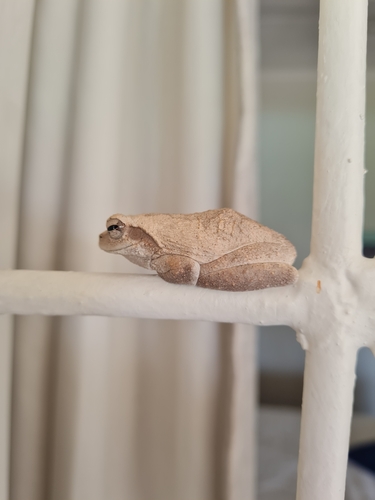 Grey Foam-nest Tree Frog