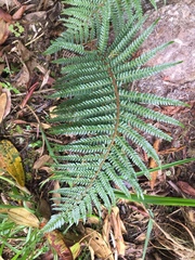Polystichum muricatum