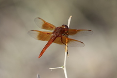 Libellula saturata