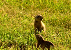 Spermophilus erythrogenys