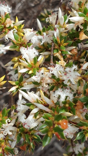 Image of Styphelia exarrhena by (c) Rosalie Lawrence, some rights reserved (CC BY)