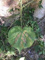 Abutilon xanti