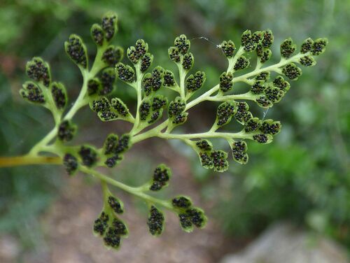 Jersey fern