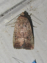 Elaphria fuscimacula