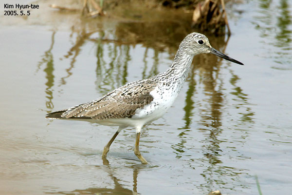 Common Greenshank