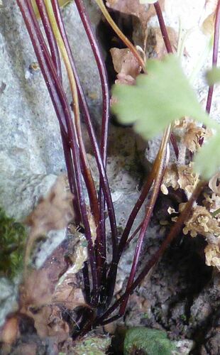 Jersey fern
