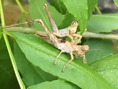 Teicophrys fusiformis
