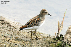 Long-Toed Stint photo 4