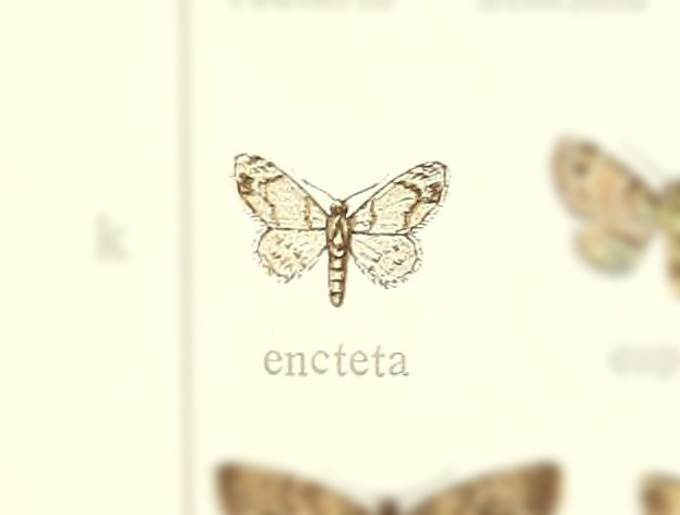 Sigilliclystis encteta