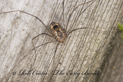 Leiobunum calcar