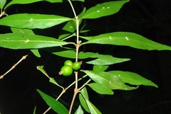 Tricalysia capensis transvaalensis