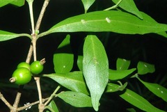 Tricalysia capensis transvaalensis