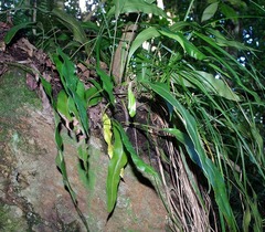 Elaphoglossum macropodium