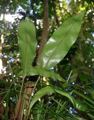 Elaphoglossum macropodium