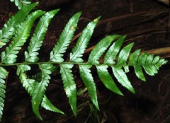 Polystichum macleae