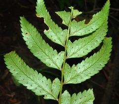 Polystichum macleae