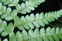 Polystichum transkeiense