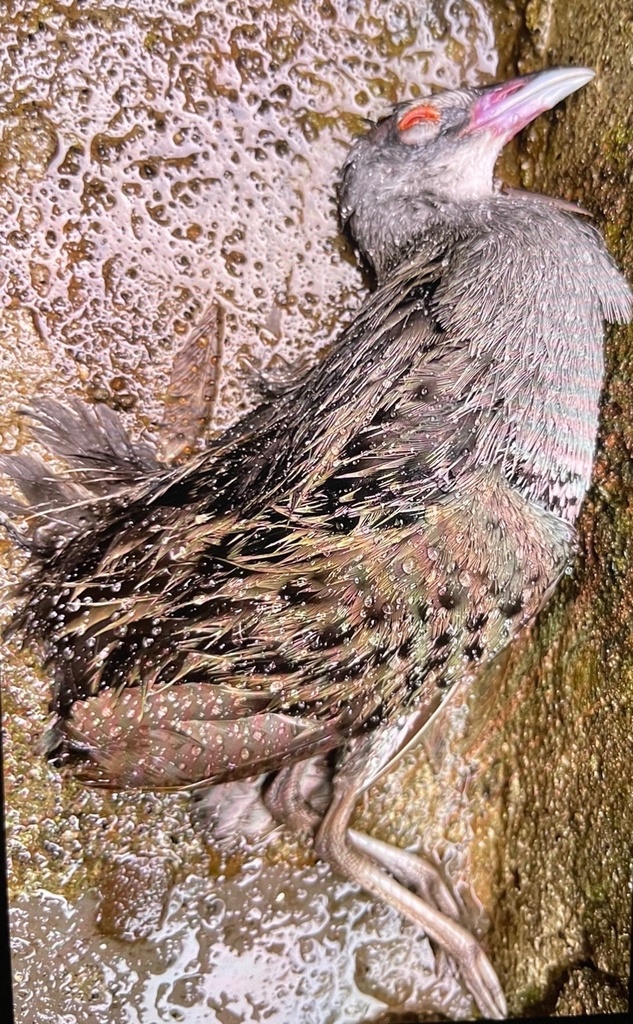 African Crake from Kijabe Road, Kijabe, Kiambu, KE on May 1, 2023 at 11 ...