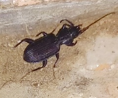 Carabidae