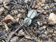 Heterasida connivens