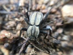 Heterasida connivens