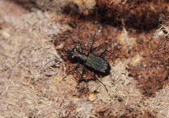 Cylindera kaleea