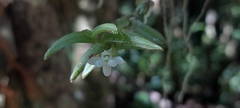 Angraecum pterophyllum image