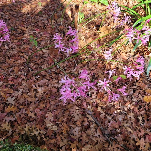 Nerine bowdenii