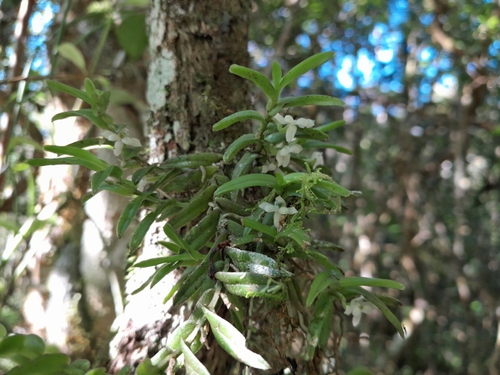 Angraecum pterophyllum image