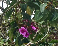 Meriania nobilis