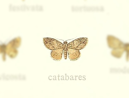 Chloroclystis catabares
