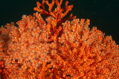 Image of Melithaea rubra