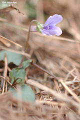 Viola japonica