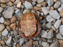 Chrysemys dorsalis