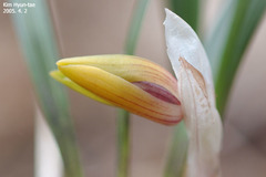 Cymbidium goeringii