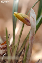 Cymbidium goeringii