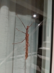 Trachythorax maculicollis