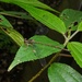 Rhipidolestes amamiensis - Photo (c) orthoptera-jp, some rights reserved (CC BY-NC), uploaded by orthoptera-jp