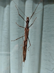 Trachythorax maculicollis