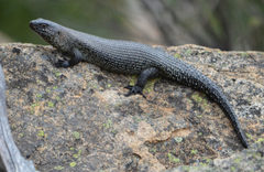 Cunningham's Skink photo 2
