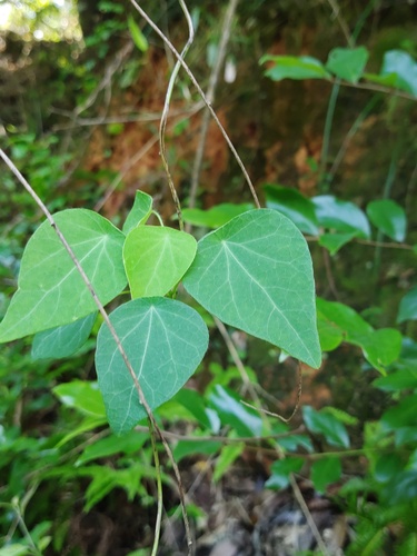 Cyclea hypoglauca observed 2023-05-01