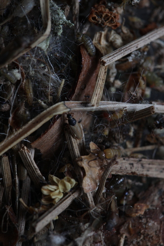 Agramma ruficorne