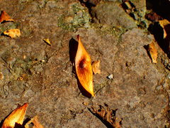 Ailanthus altissima tanakai
