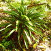 Rohdea japonica watanabei - Photo (c) Lijin Huang (紫楝), algunos derechos reservados (CC BY-NC), subido por Lijin Huang (紫楝)