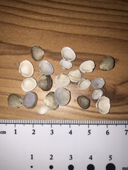 Sphaerium striatinum