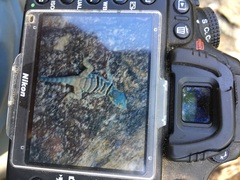 Petrosaurus thalassinus