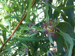 Passiflora mexicana