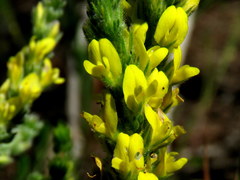 Aspalathus ericifolia ericifolia