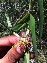 Passiflora mexicana